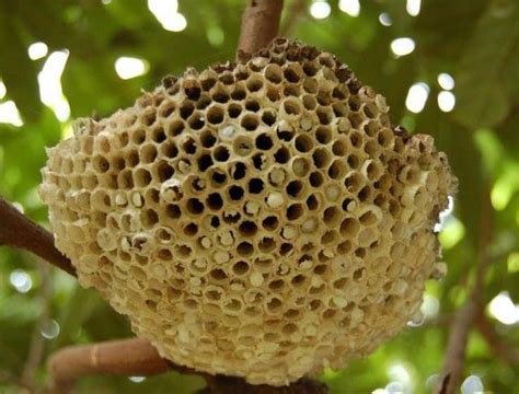 蜜蜂做窩